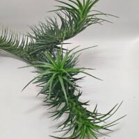 Tillandsia aeranthos Tillandsia aeranthos