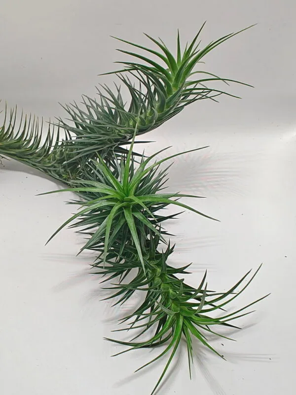 Tillandsia aeranthos Tillandsia aeranthos
