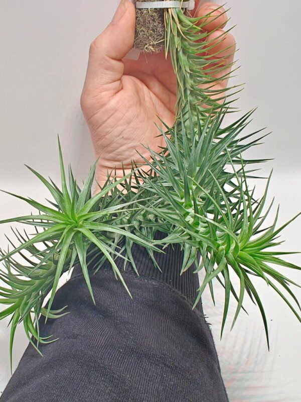 Tillandsia aeranthos Tillandsia aeranthos