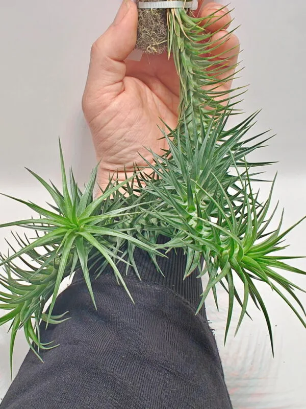 Bromeliads & Tillandsias | Zephyr Terra