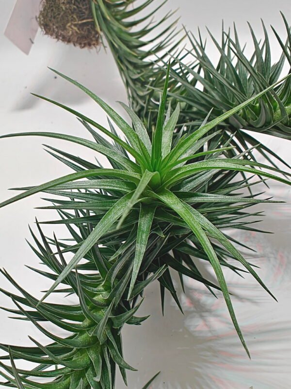 Tillandsia aeranthos Tillandsia aeranthos