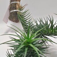 Tillandsia aeranthos Tillandsia aeranthos