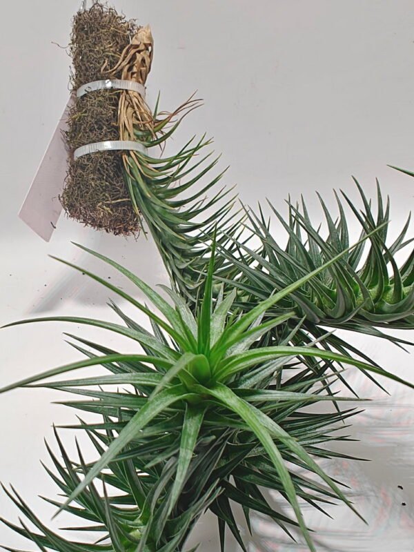 Tillandsia aeranthos Tillandsia aeranthos