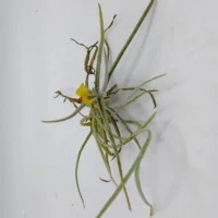 Tillandsia crocata