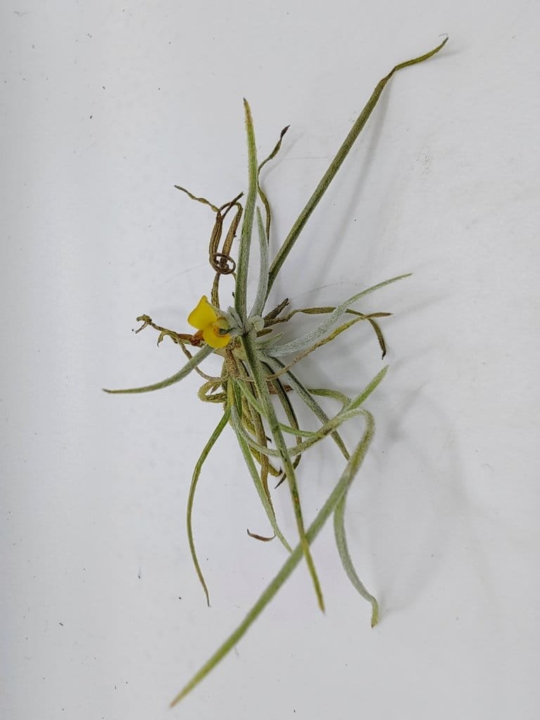Buy Tillandsia crocata | Zephyr Terra