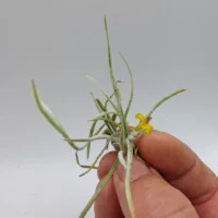 Tillandsia crocata