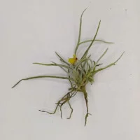 Tillandsia crocata