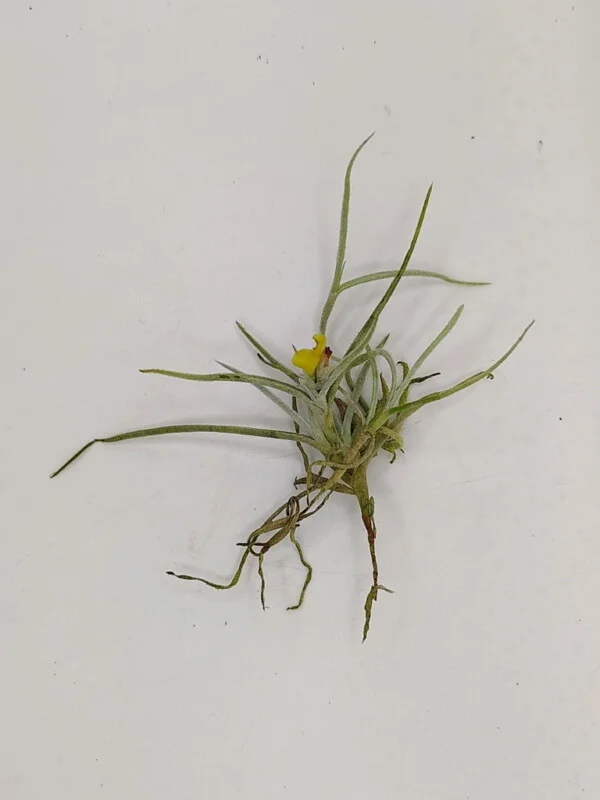 Tillandsia crocata