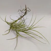 Tillandsia macronae Tillandsia macronae