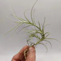 Tillandsia macronae Tillandsia macronae