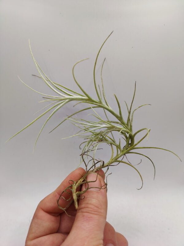 Tillandsia macronae