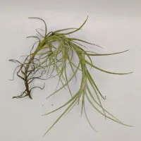 Tillandsia macronae Tillandsia macronae