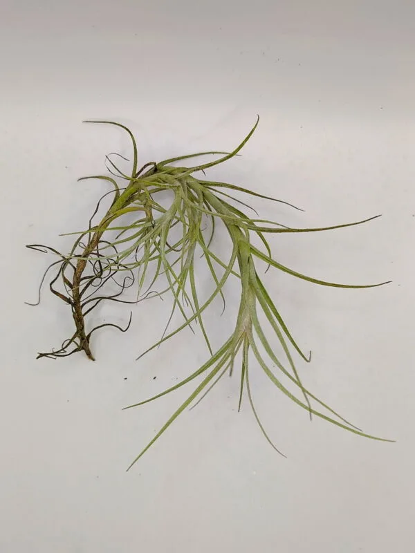 Tillandsia macronae Tillandsia macronae