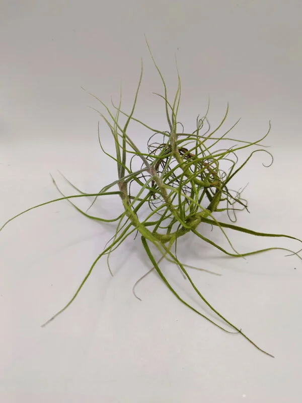 Tillandsia paleacea