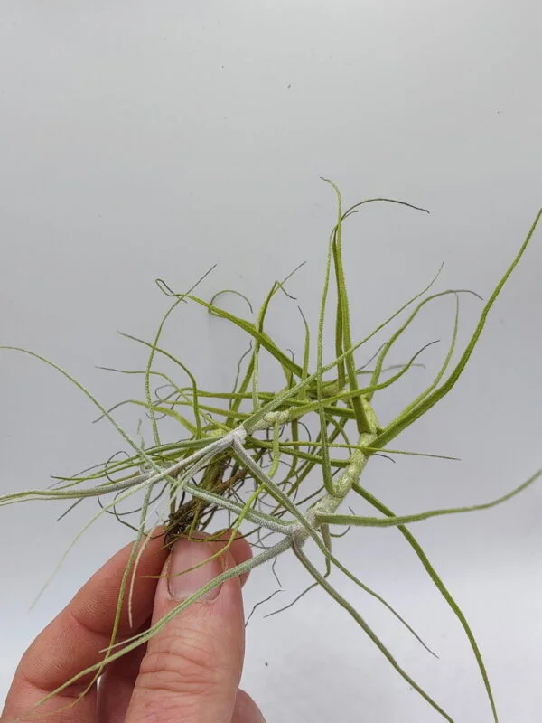 Tillandsia paleacea