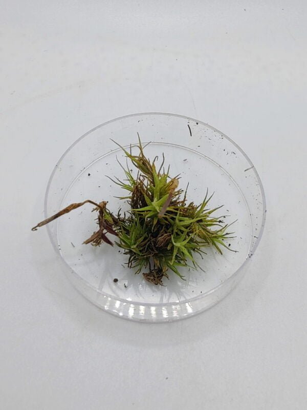 Tillandsia tricholepis