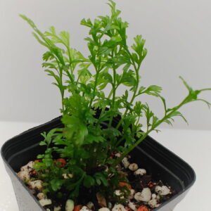 Trichomanes sp Indonesia