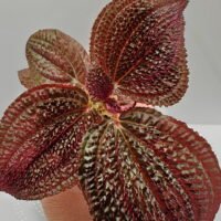 Triolena Involucrata Red