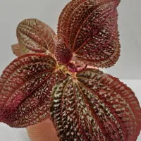 Triolena Involucrata Red Triolena Involucrata Red