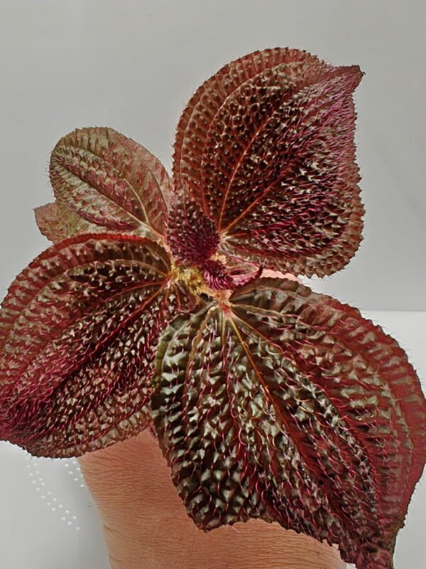 Triolena Involucrata Red