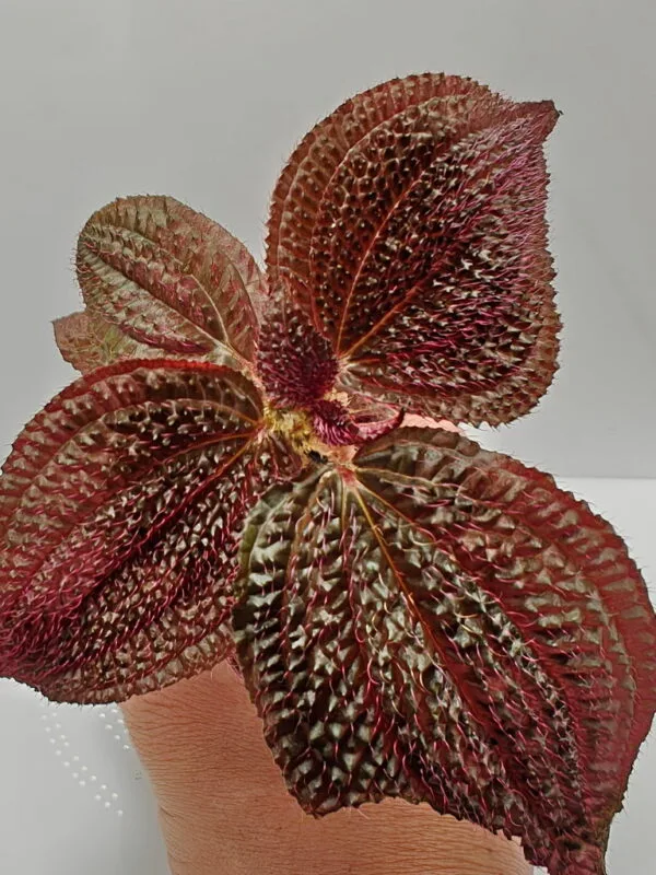 Triolena Involucrata Red Triolena Involucrata Red
