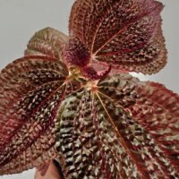 Triolena Involucrata Red