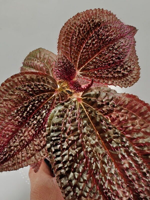 Triolena Involucrata Red