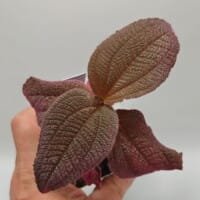 Triolena Involucrata Red