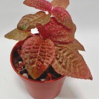 Triolena Involucrata Red Triolena Involucrata Red