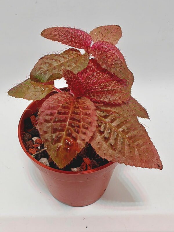 Triolena Involucrata Red