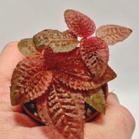 Triolena Involucrata Red Triolena Involucrata Red