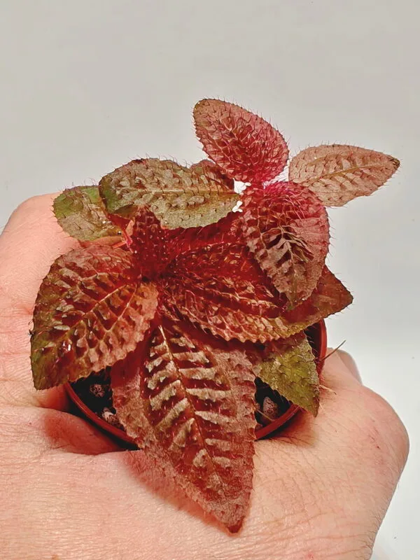 Triolena Involucrata Red