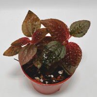 Triolena Involucrata Red Triolena Involucrata Red