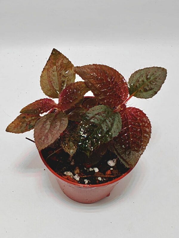 Triolena Involucrata Red Triolena Involucrata Red