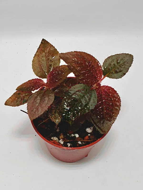 Triolena Involucrata Red Triolena Involucrata Red