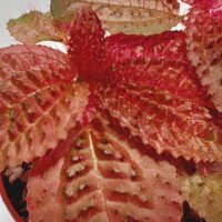 Triolena Involucrata Red Triolena Involucrata Red