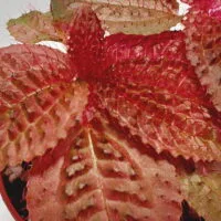 Triolena Involucrata Red Triolena Involucrata Red