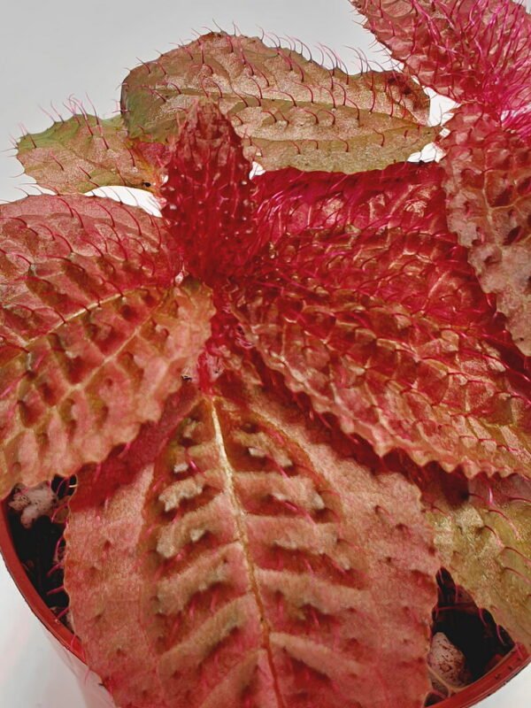 Triolena Involucrata Red Triolena Involucrata Red