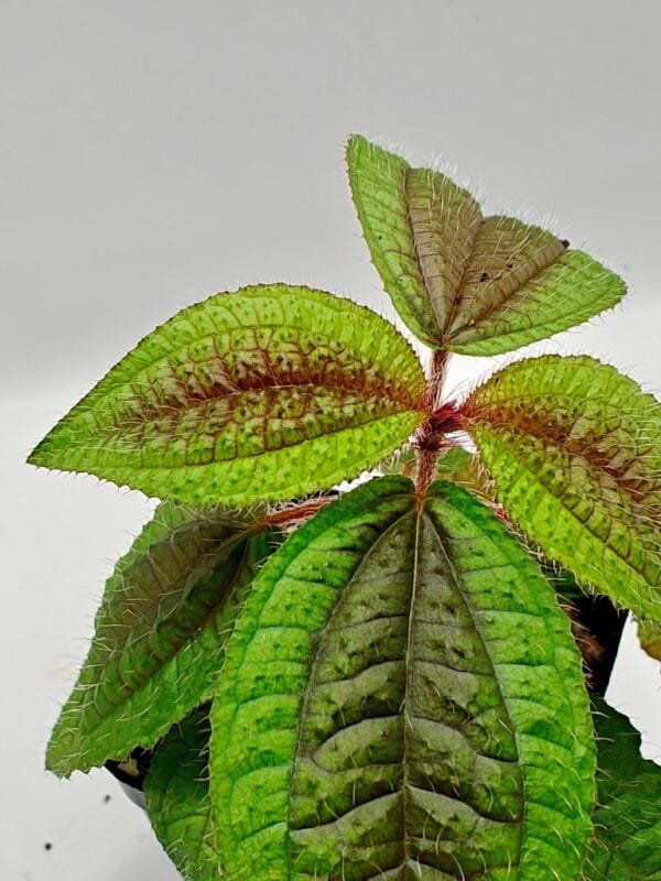 Triolena pustulata Southern Ecuador