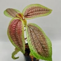 Triolena pustulata Southern Ecuador