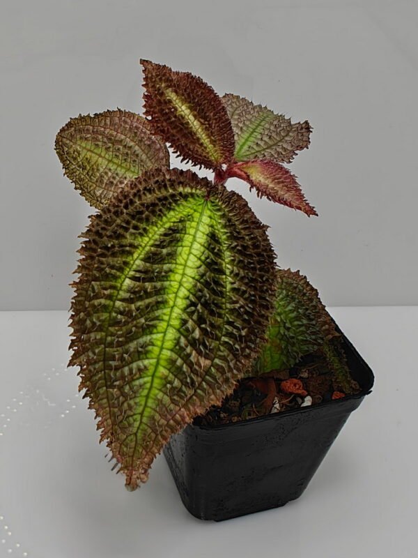 Triolena sp Ecuador