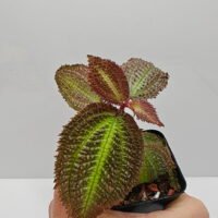Triolena sp Ecuador