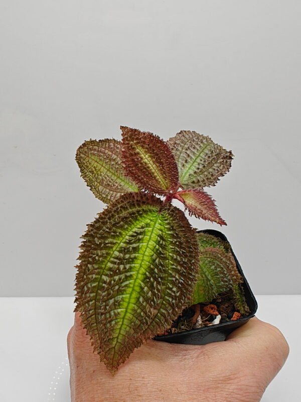 Triolena sp Ecuador