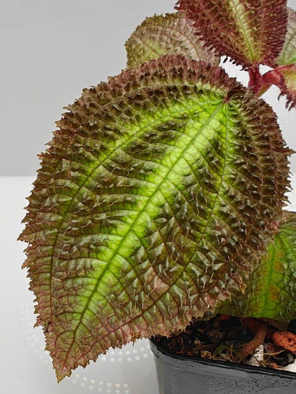 Triolena sp Ecuador