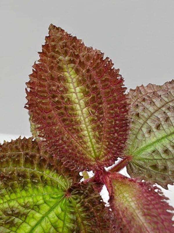 Triolena sp Ecuador