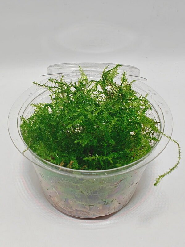 Vesicularia montagnei