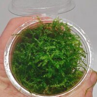 Vesicularia montagnei