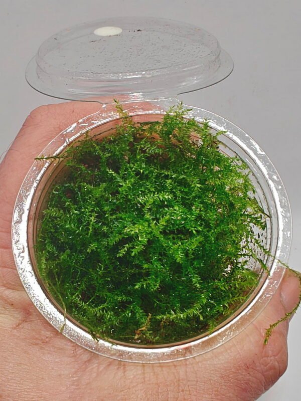 Vesicularia montagnei