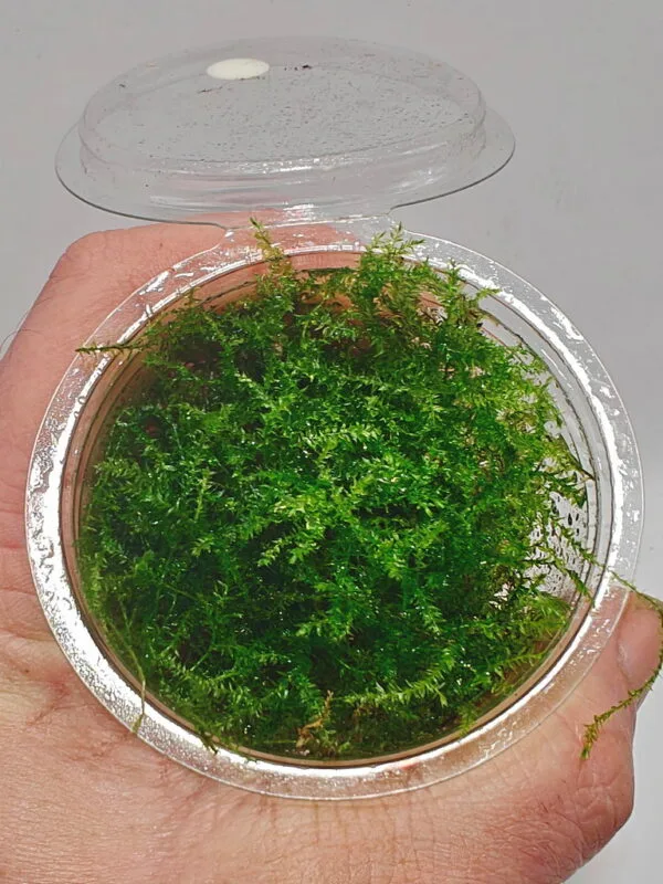 Vesicularia montagnei