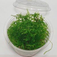 Vesicularia montagnei